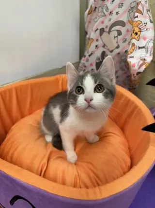 Kitten 28272 (Jamie)