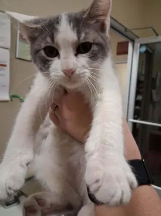 Kitten 28272 (Jamie)