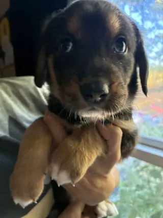 Miney - Brinleys Litter