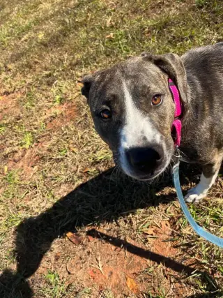 Arabella - Not at shelter (Marybeth)