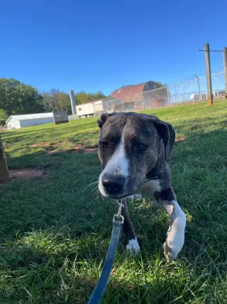 Arabella - Not at shelter (Marybeth)
