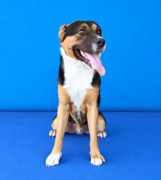 ABNER