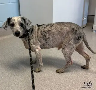 Gray Ears
