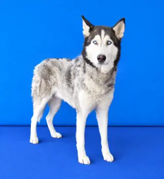 CANELO