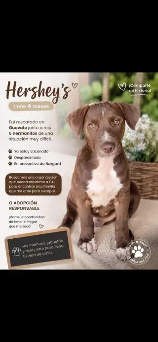 Hershey