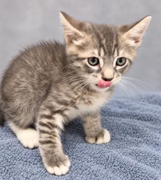 Rafa ( JJ)