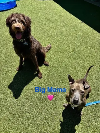 Big Mama