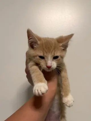 Koa