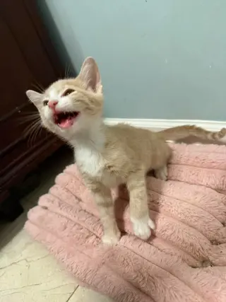 Koa