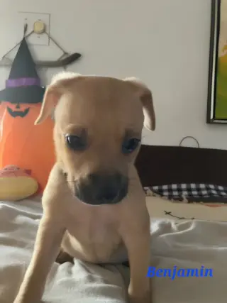 Benjamin