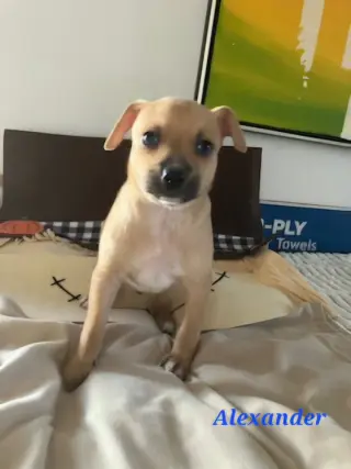 Alexander