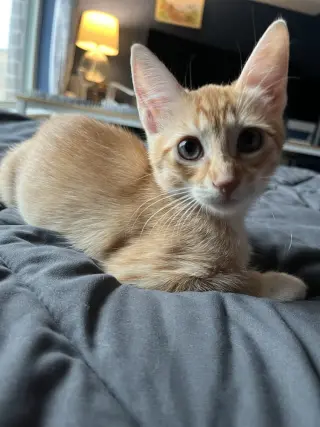 Timber