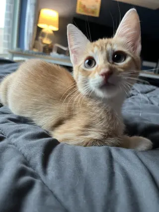 Timber