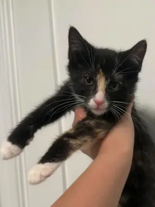 Willow