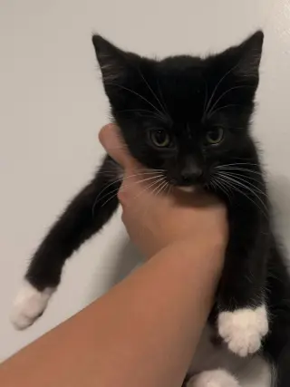 Ash
