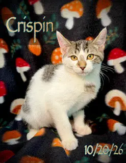 Crispin