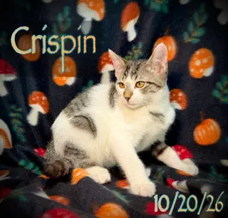 Crispin