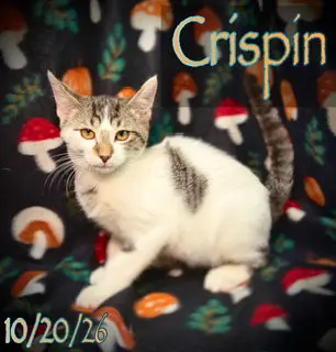 Crispin