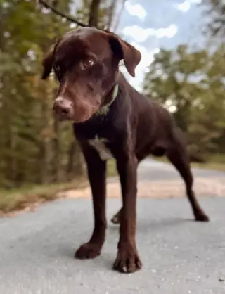 Bosco