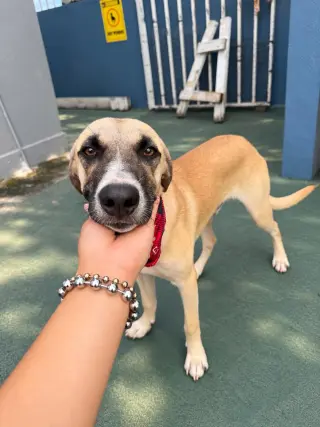 Gus