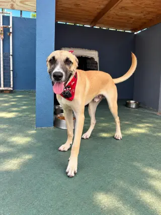 Gus