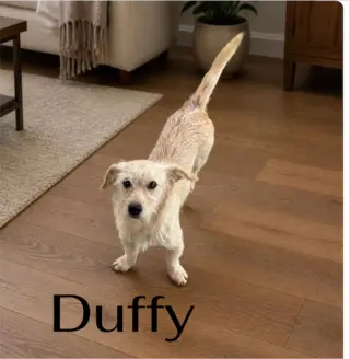 Duffy