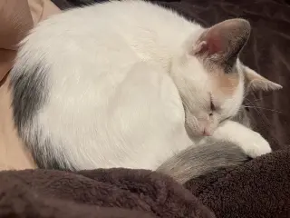 Pixie
