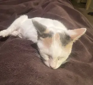 Pixie