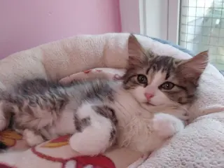 Farrah * IN FOSTER *