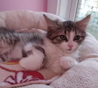 Farrah * IN FOSTER *
