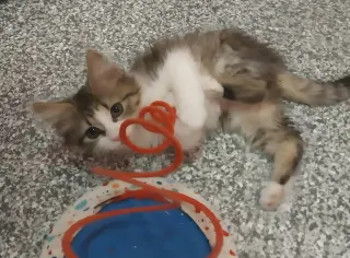 Farrah * IN FOSTER *