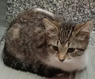 Sabrina * IN FOSTER *