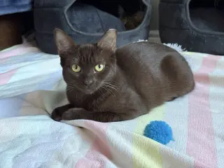 Mocha & Latte (bonded pair)