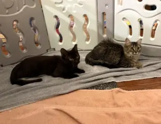 Mocha & Latte (bonded pair)