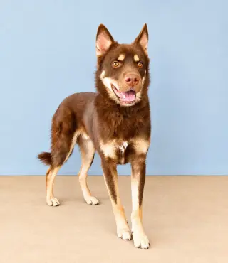 NUKA