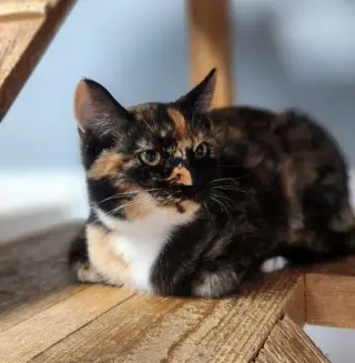Kitten 28280 (Willa)