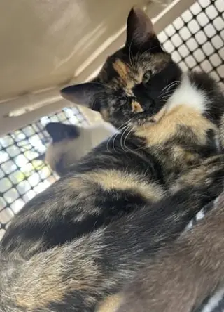 Kitten 28280 (Willa)