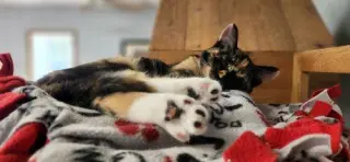 Kitten 28280 (Willa)