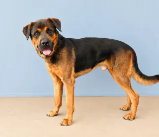 AL