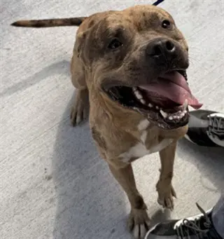 PEANUT
