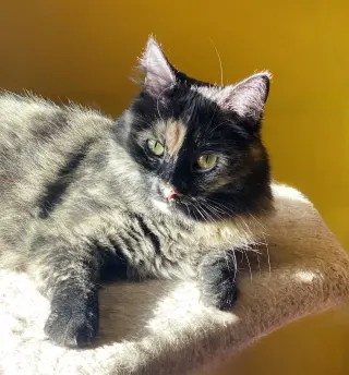 Sadie