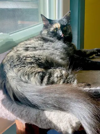 Sadie