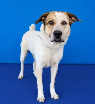 SIMON