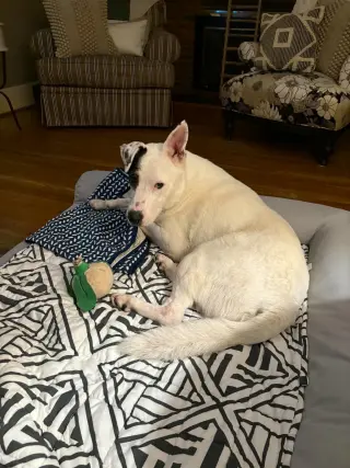 Petey