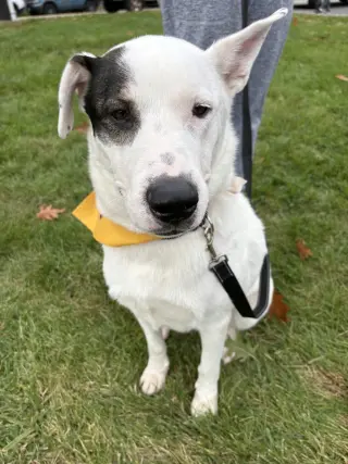 Petey
