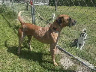 Ottis