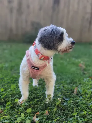 Bailey