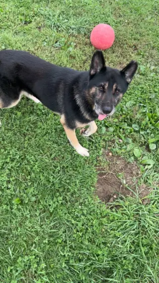 Loki