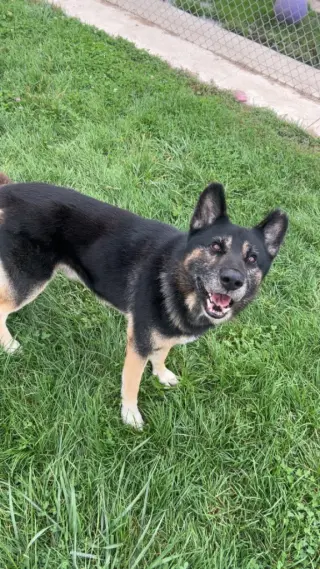 Loki