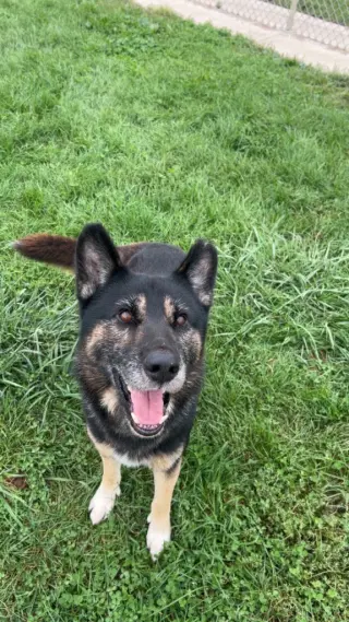 Loki